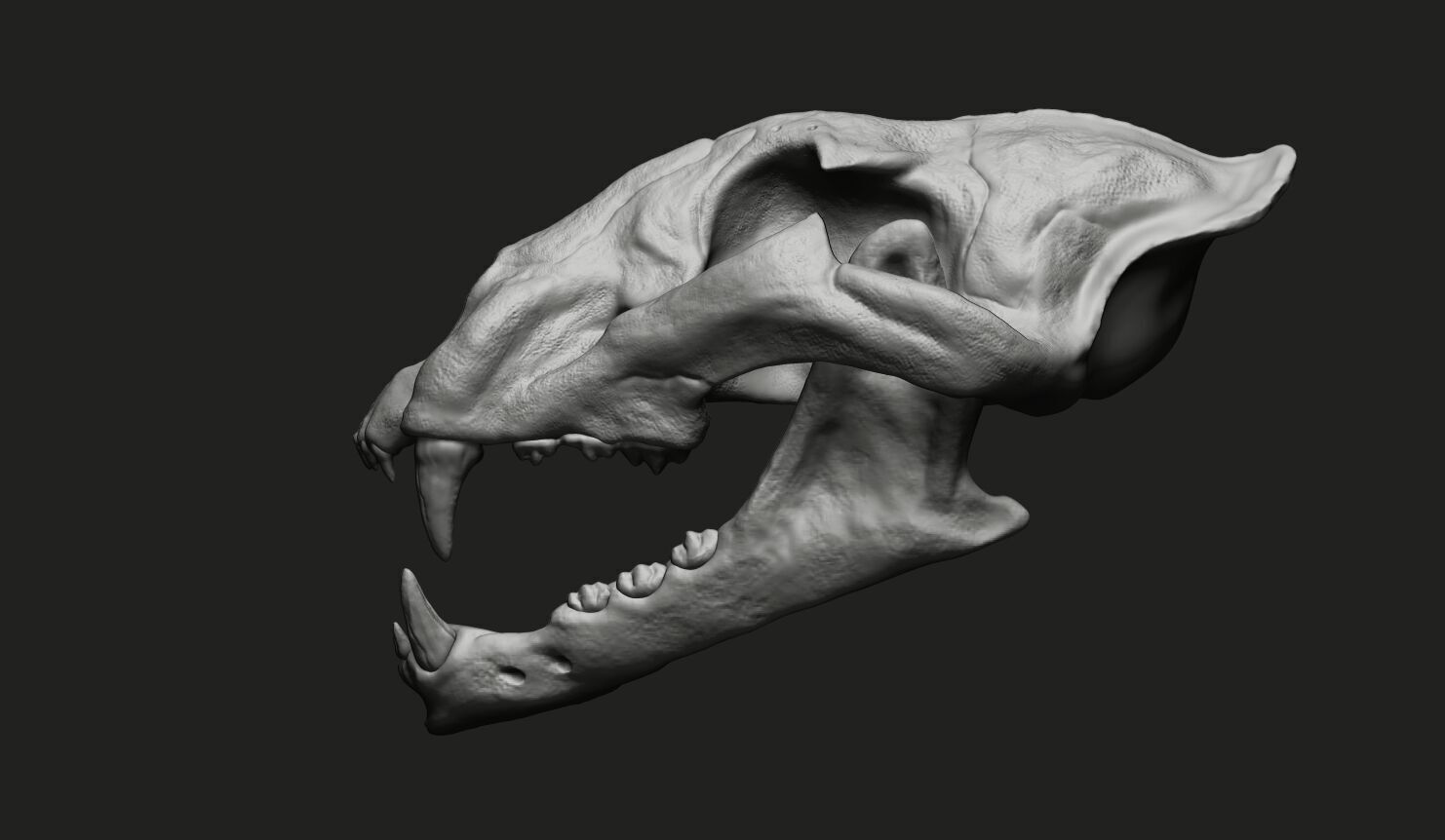 Cheetah Skull 3D model_2