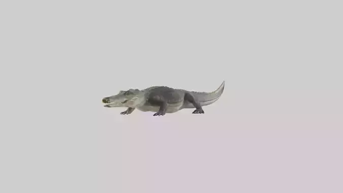 Nile Crocodile basking model
