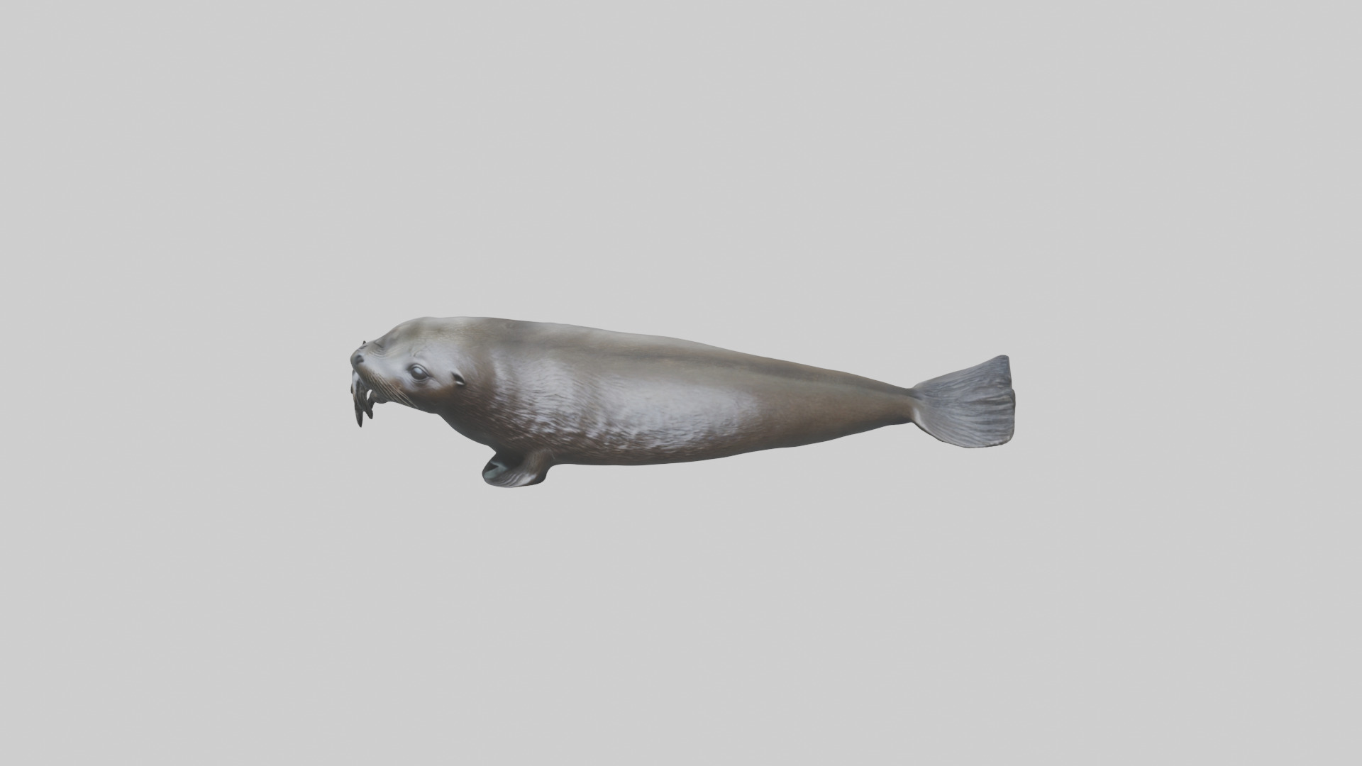 Northern Fur Seal swimming model Low-poly 3D model_16
