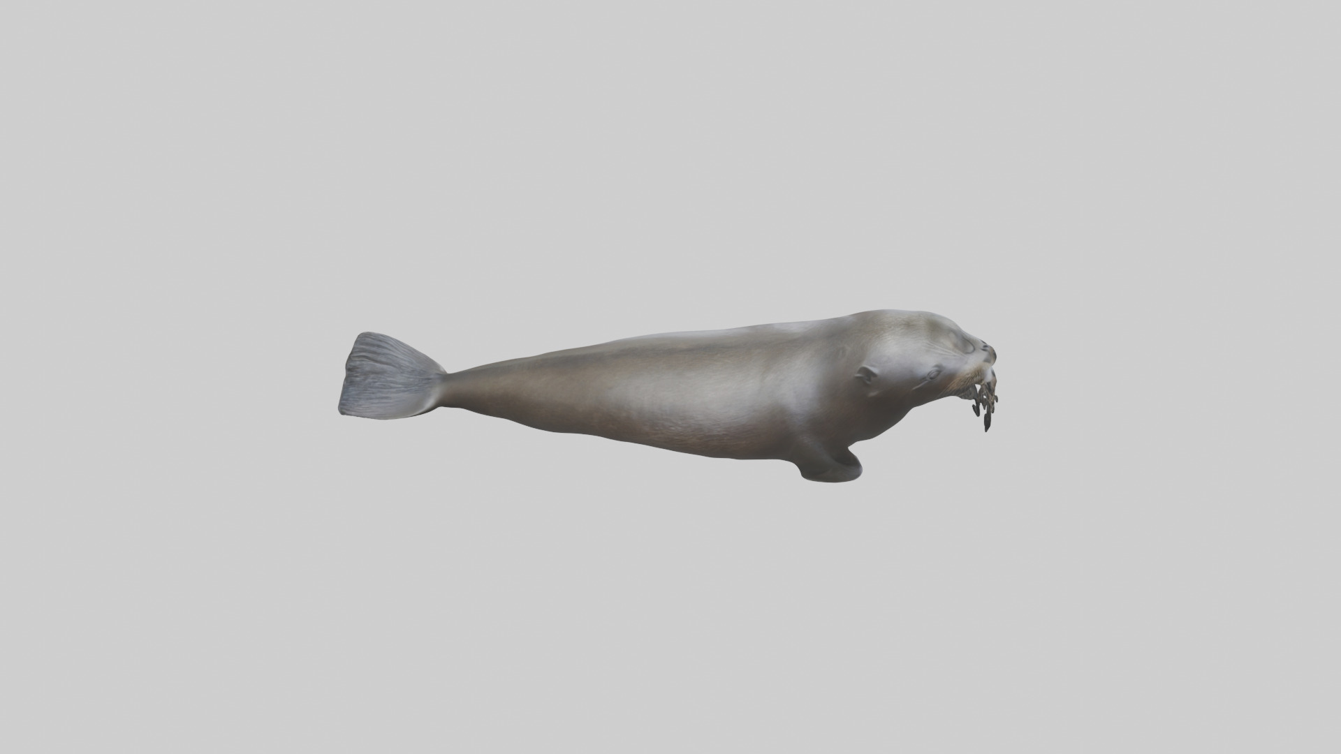 Northern Fur Seal swimming model Low-poly 3D model_15