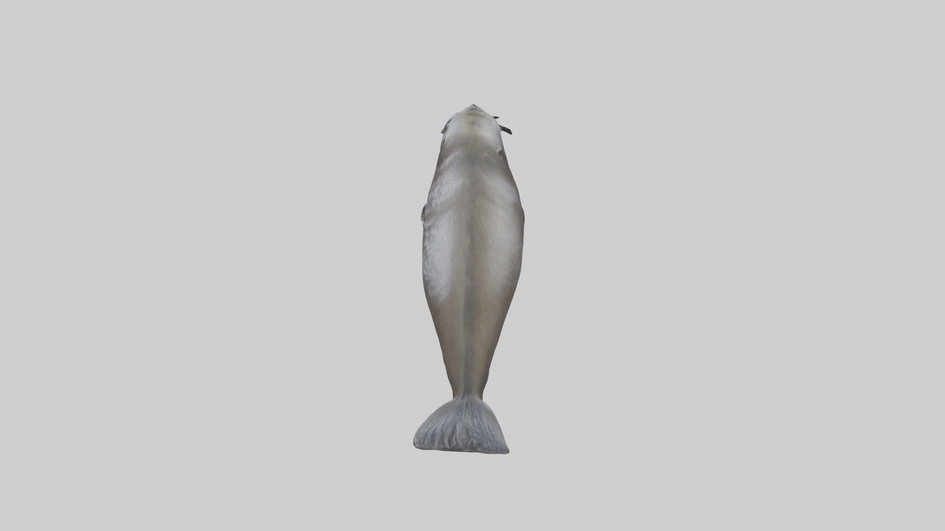 Northern Fur Seal swimming model Low-poly 3D model_17