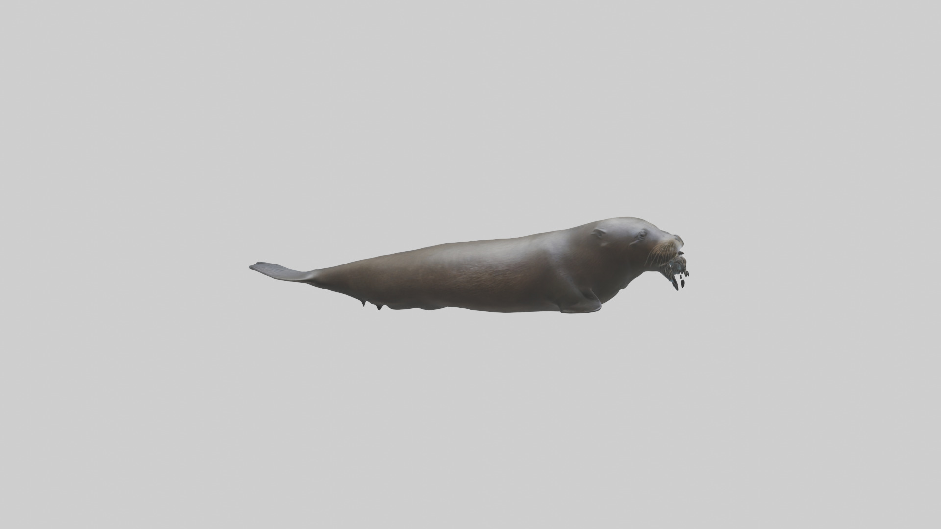 Northern Fur Seal swimming model Low-poly 3D model_1