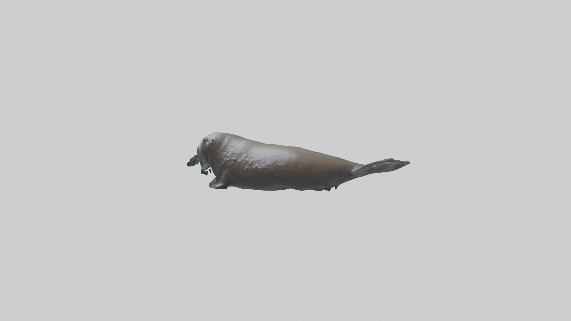 Northern Fur Seal swimming model Low-poly 3D model_10