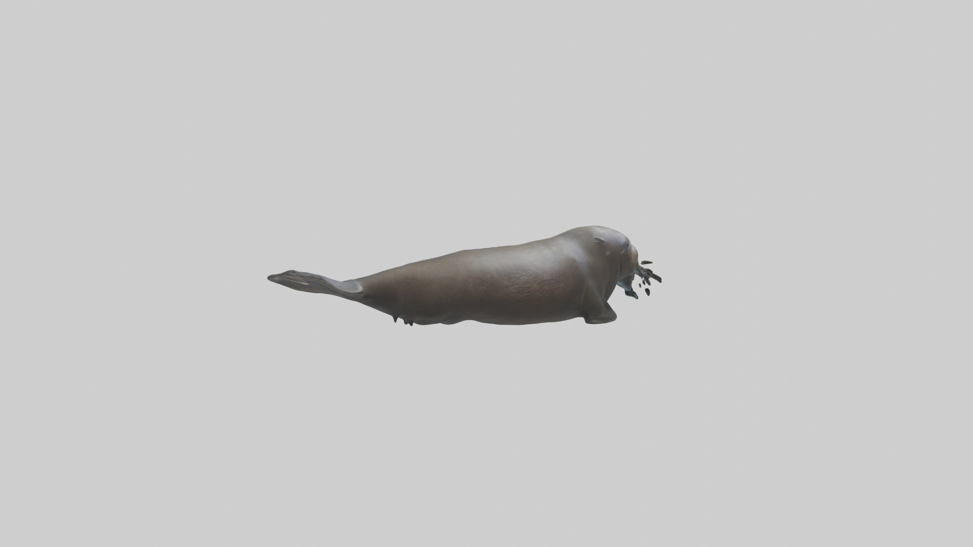 Northern Fur Seal swimming model Low-poly 3D model_2
