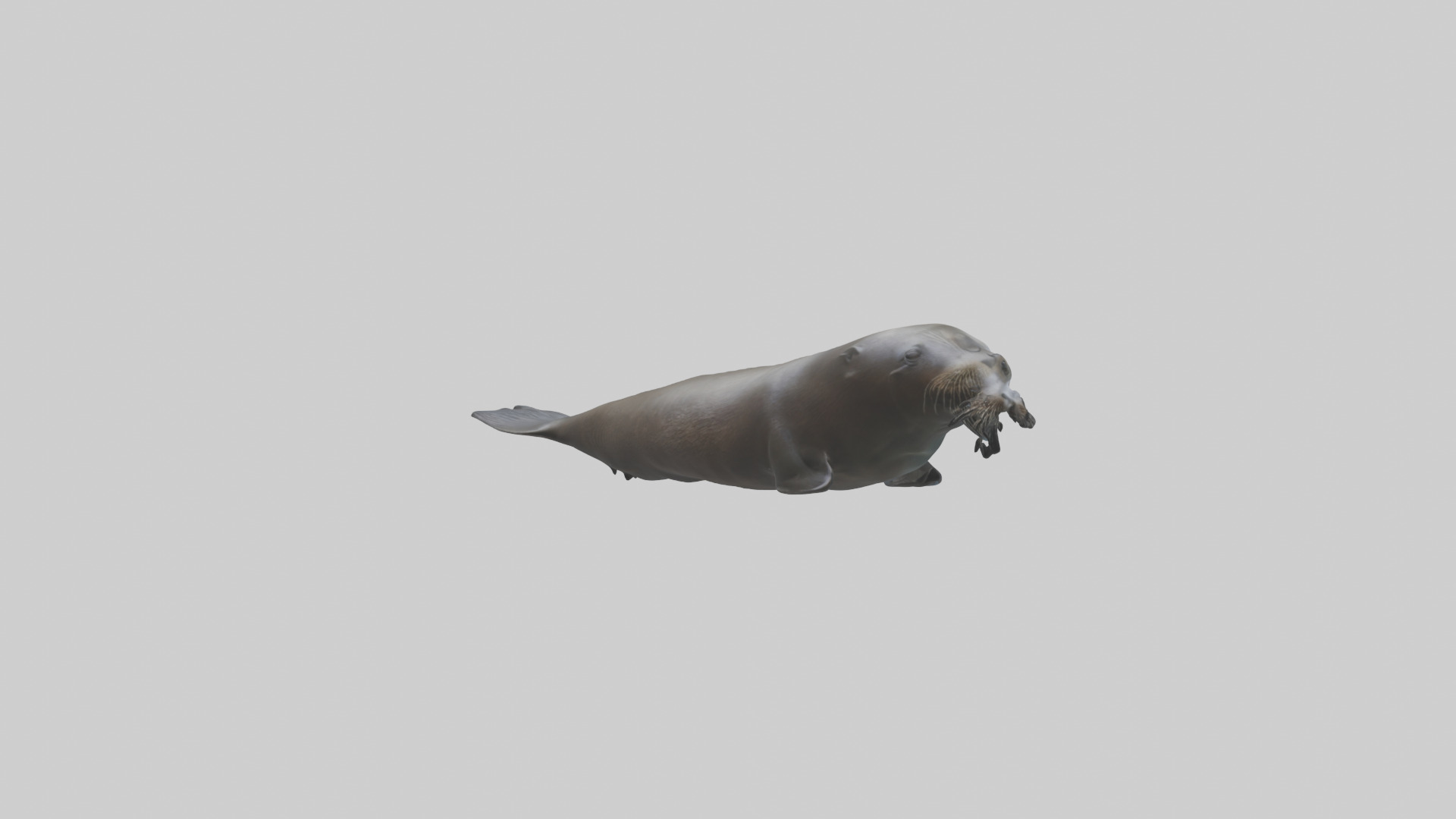 Northern Fur Seal swimming model Low-poly 3D model_3