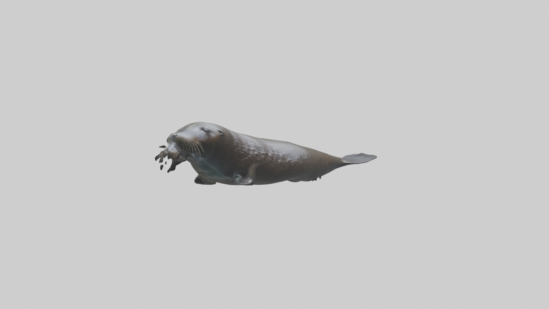 Northern Fur Seal swimming model Low-poly 3D model_11