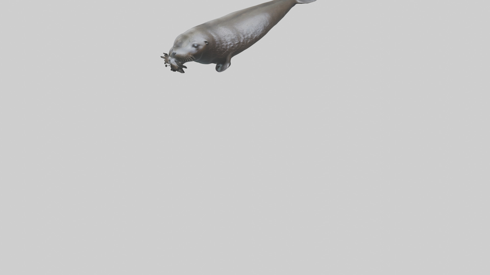 Northern Fur Seal swimming model Low-poly 3D model_7