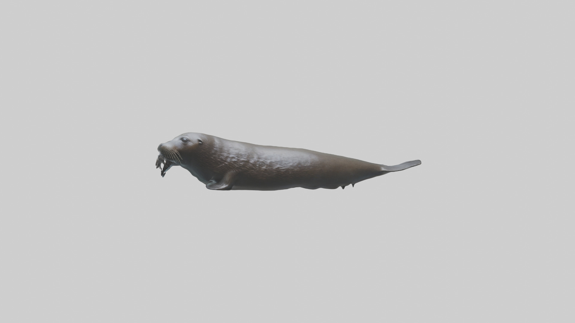 Northern Fur Seal swimming model Low-poly 3D model_9