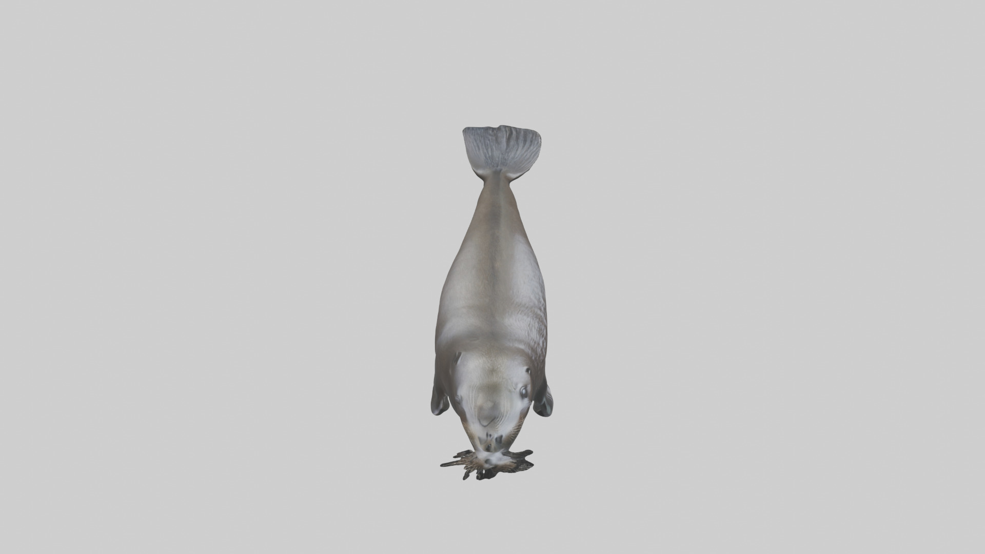 Northern Fur Seal swimming model Low-poly 3D model_18