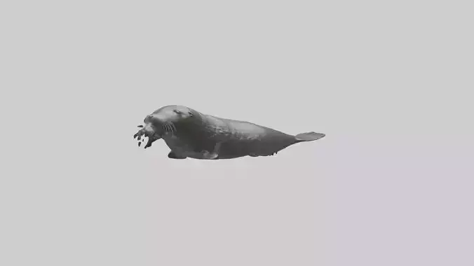 Northern Fur Seal swimming model
