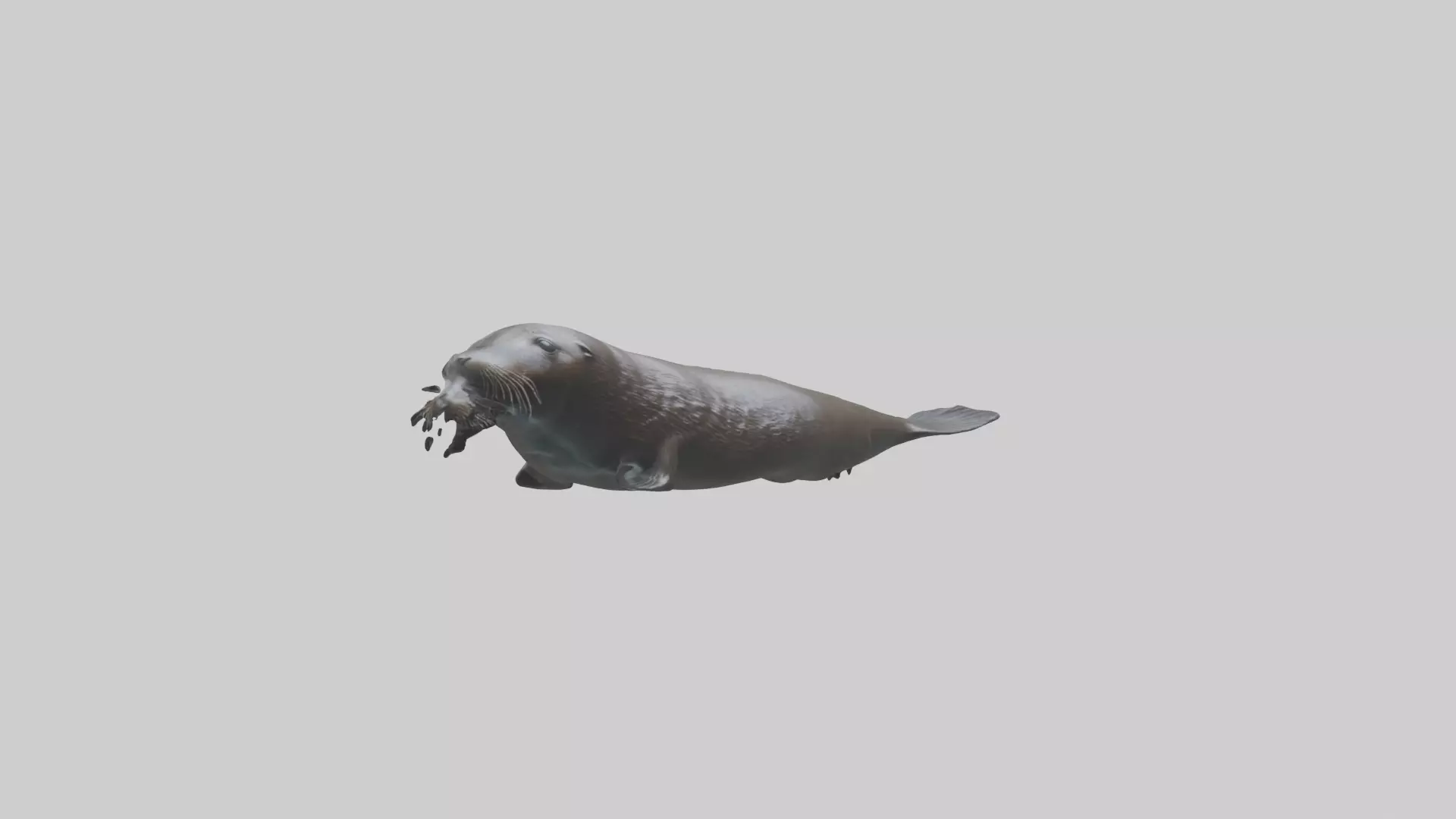 Northern Fur Seal swimming model Low-poly 3D model_0
