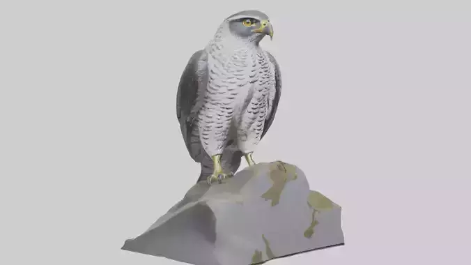 Northern Goshawk statue model