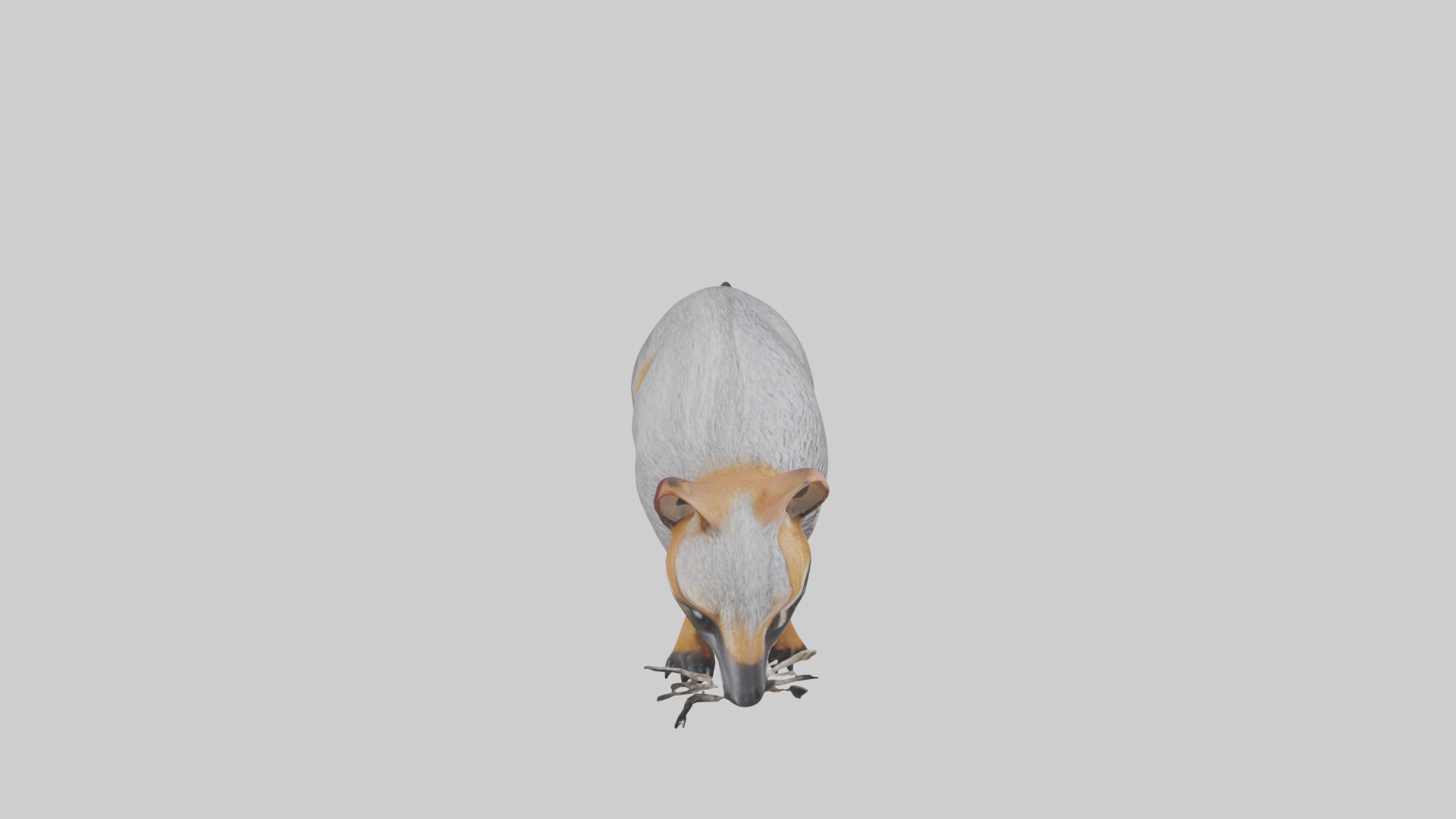 Numbat sniffing model Low-poly 3D model_18