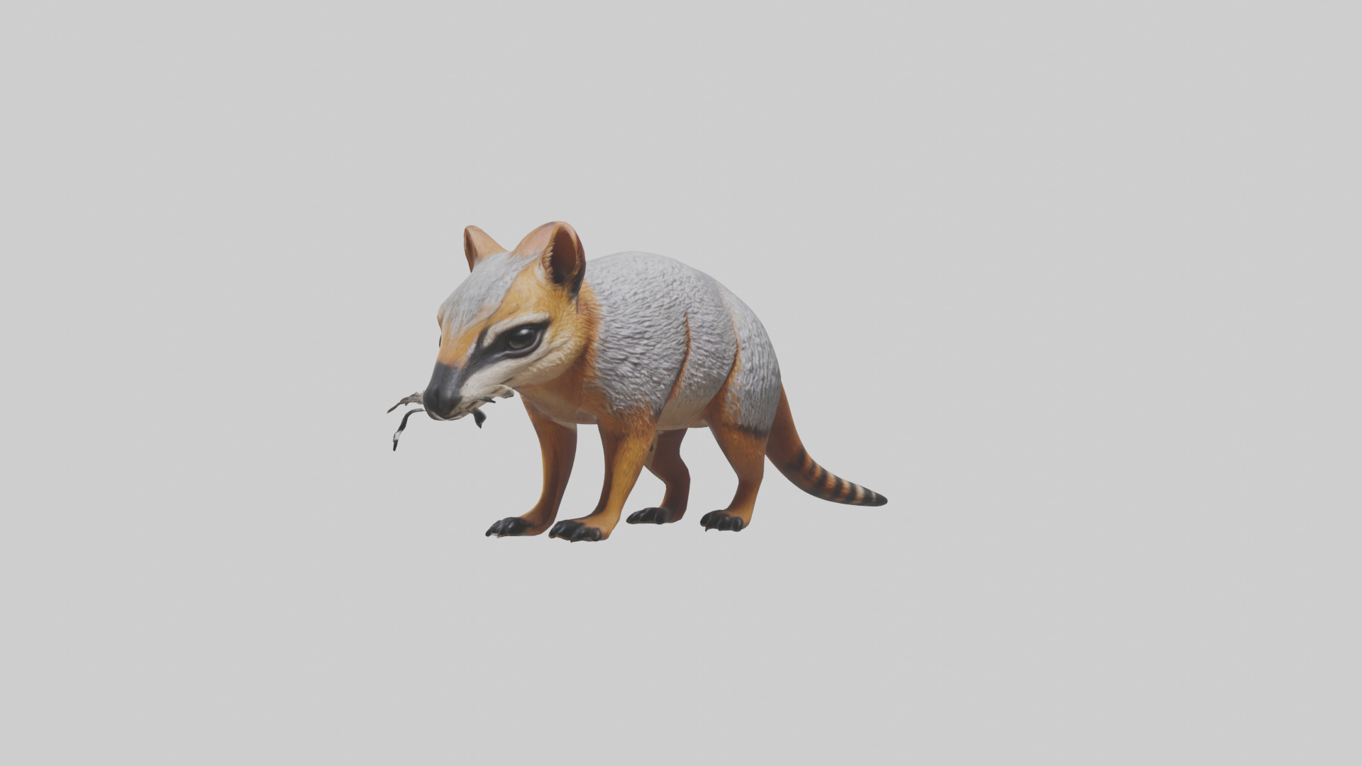 Numbat sniffing model Low-poly 3D model_8