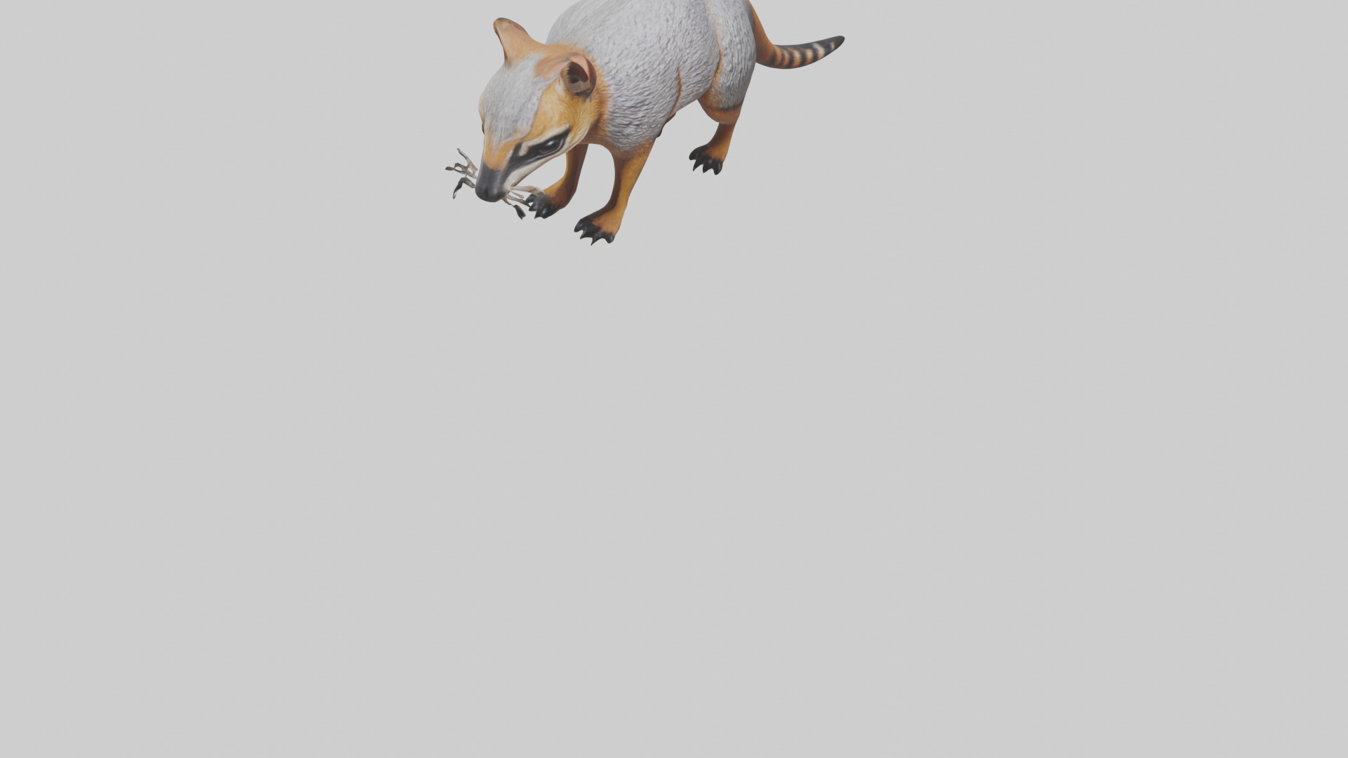 Numbat sniffing model Low-poly 3D model_7