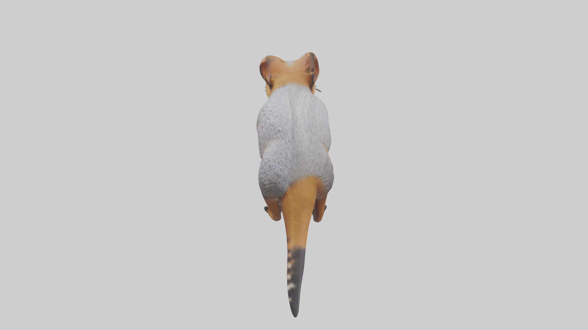 Numbat sniffing model Low-poly 3D model_17