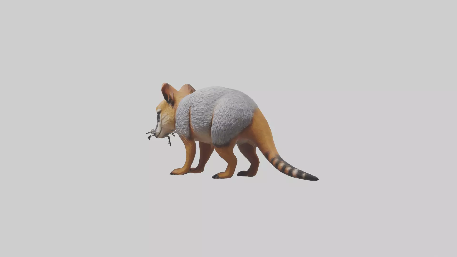Numbat sniffing model Low-poly 3D model_0