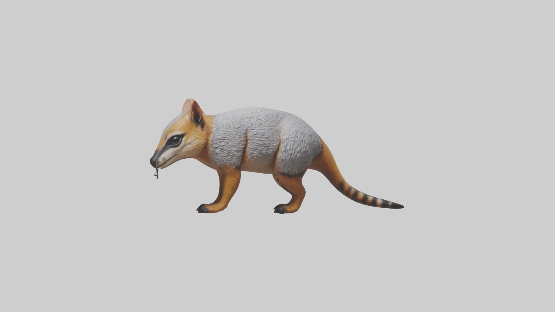 Numbat sniffing model Low-poly 3D model_9