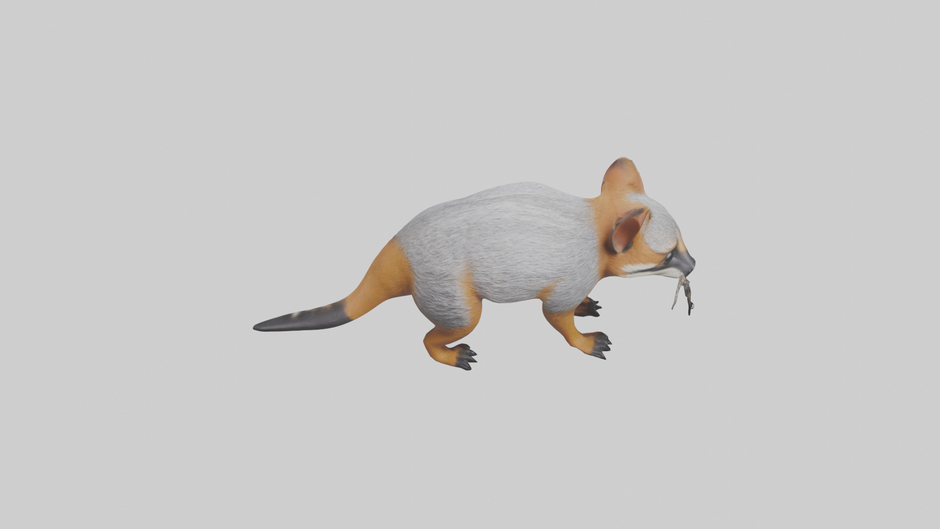 Numbat sniffing model Low-poly 3D model_15