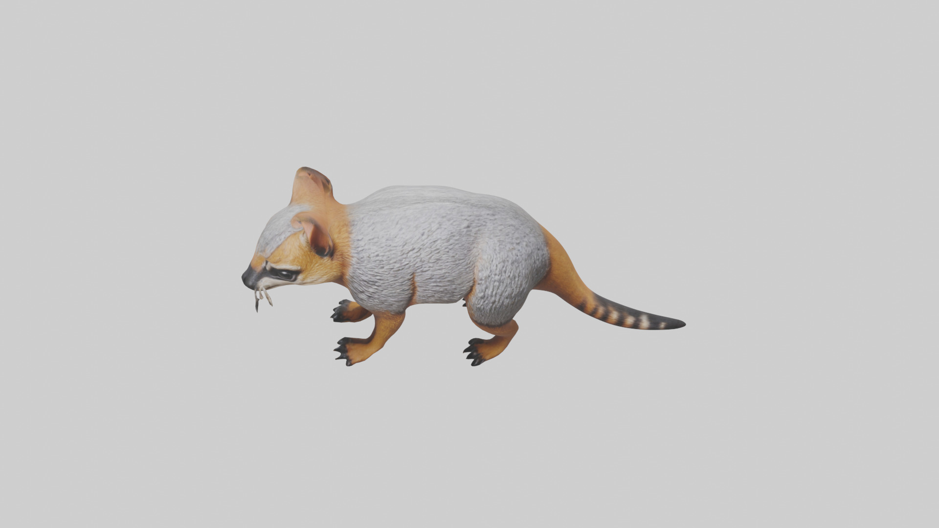 Numbat sniffing model Low-poly 3D model_16