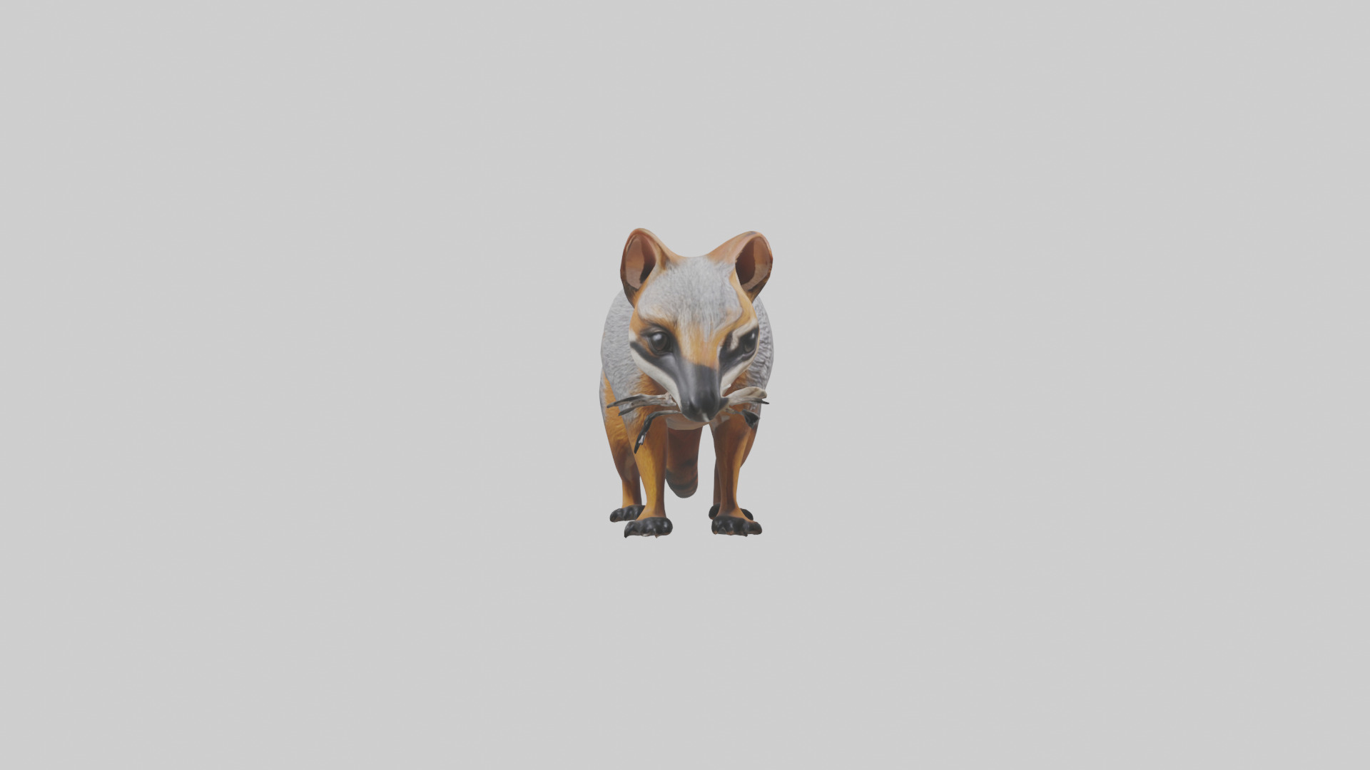 Numbat sniffing model Low-poly 3D model_13