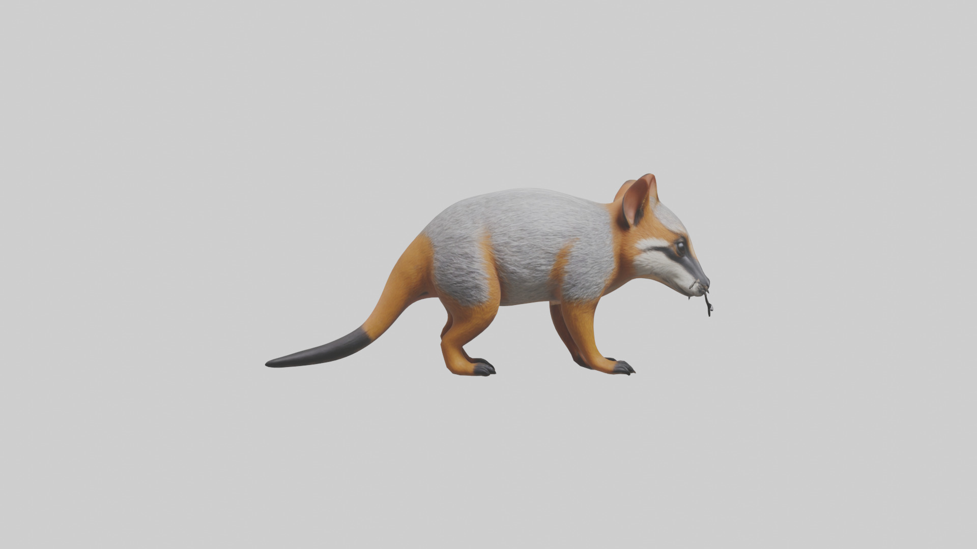 Numbat sniffing model Low-poly 3D model_1