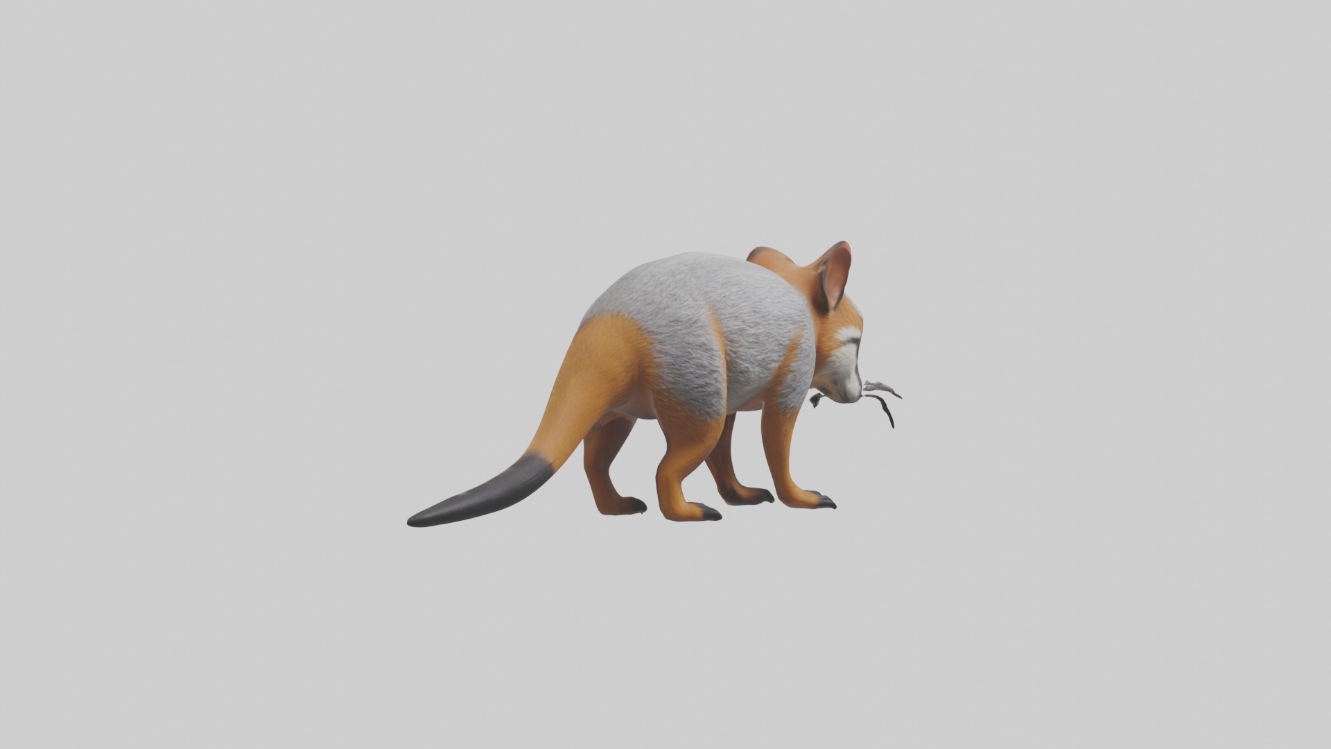 Numbat sniffing model Low-poly 3D model_2