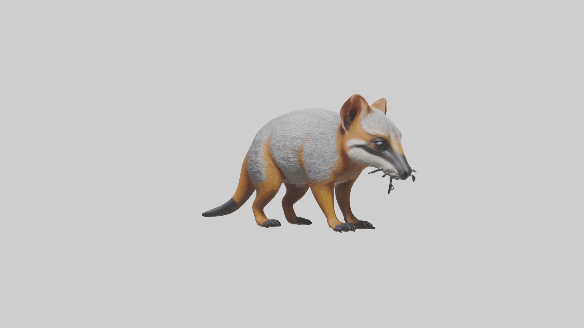 Numbat sniffing model Low-poly 3D model_3