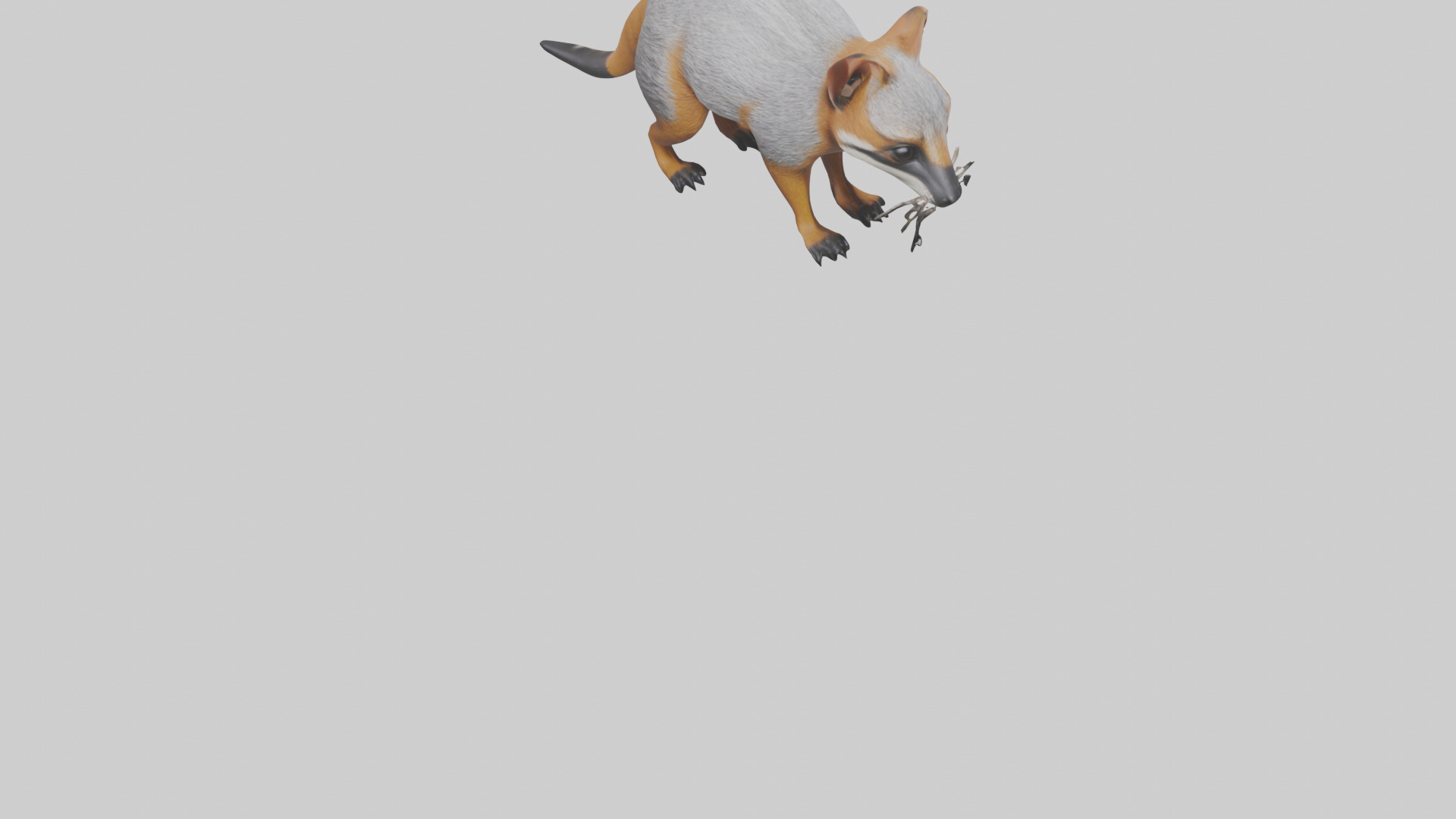 Numbat sniffing model Low-poly 3D model_5