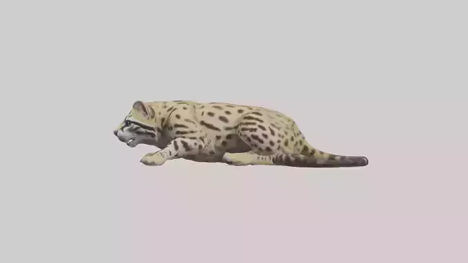 Ocelot resting model