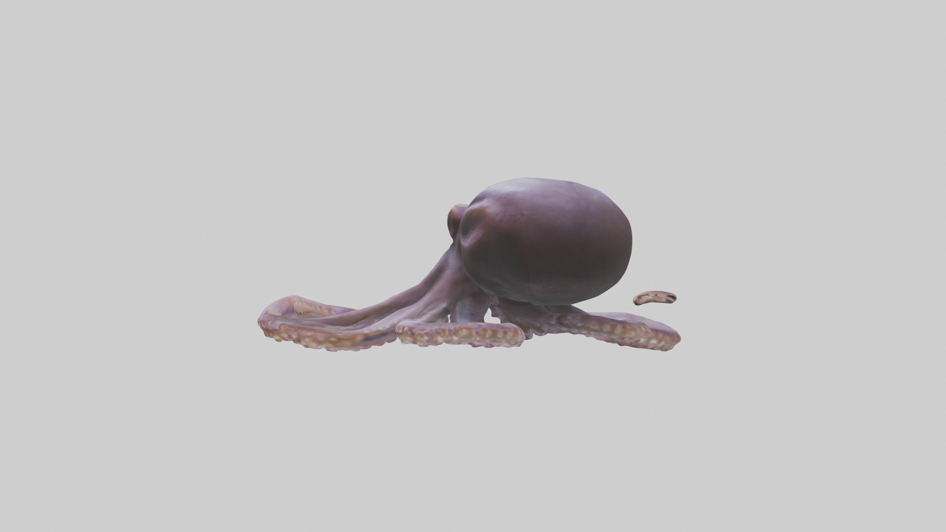 Octopus Beak Low-poly 3D model_12