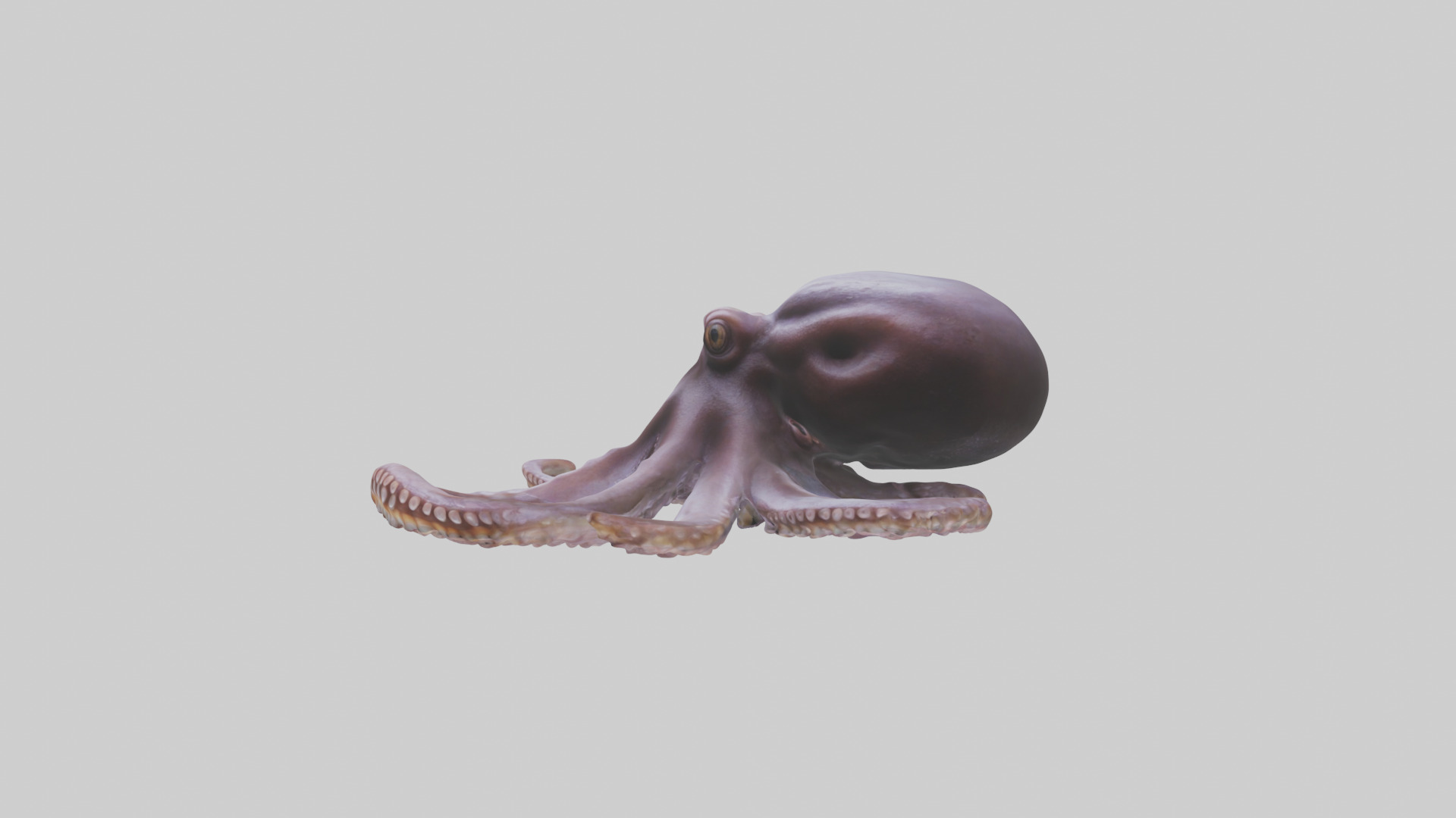 Octopus Beak Low-poly 3D model_8