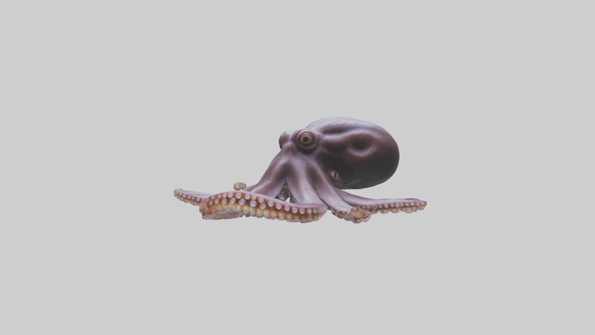 Octopus Beak Low-poly 3D model_9