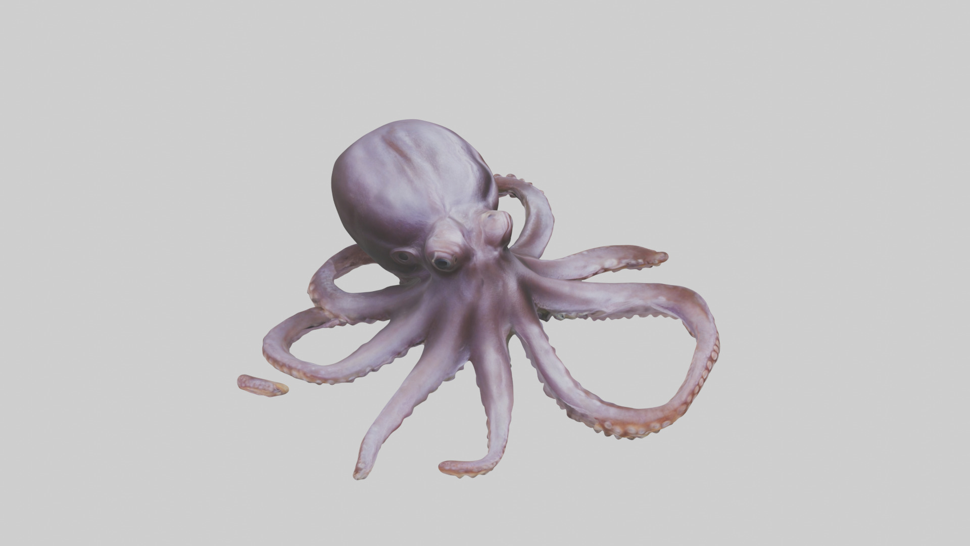 Octopus Beak Low-poly 3D model_18