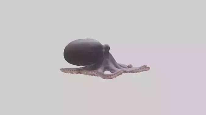 Octopus Beak