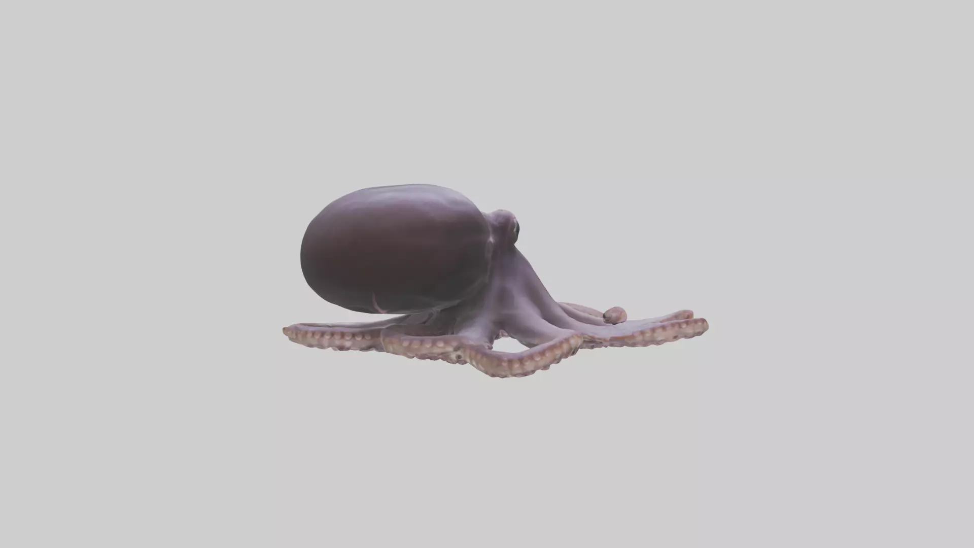 Octopus Beak Low-poly 3D model_0