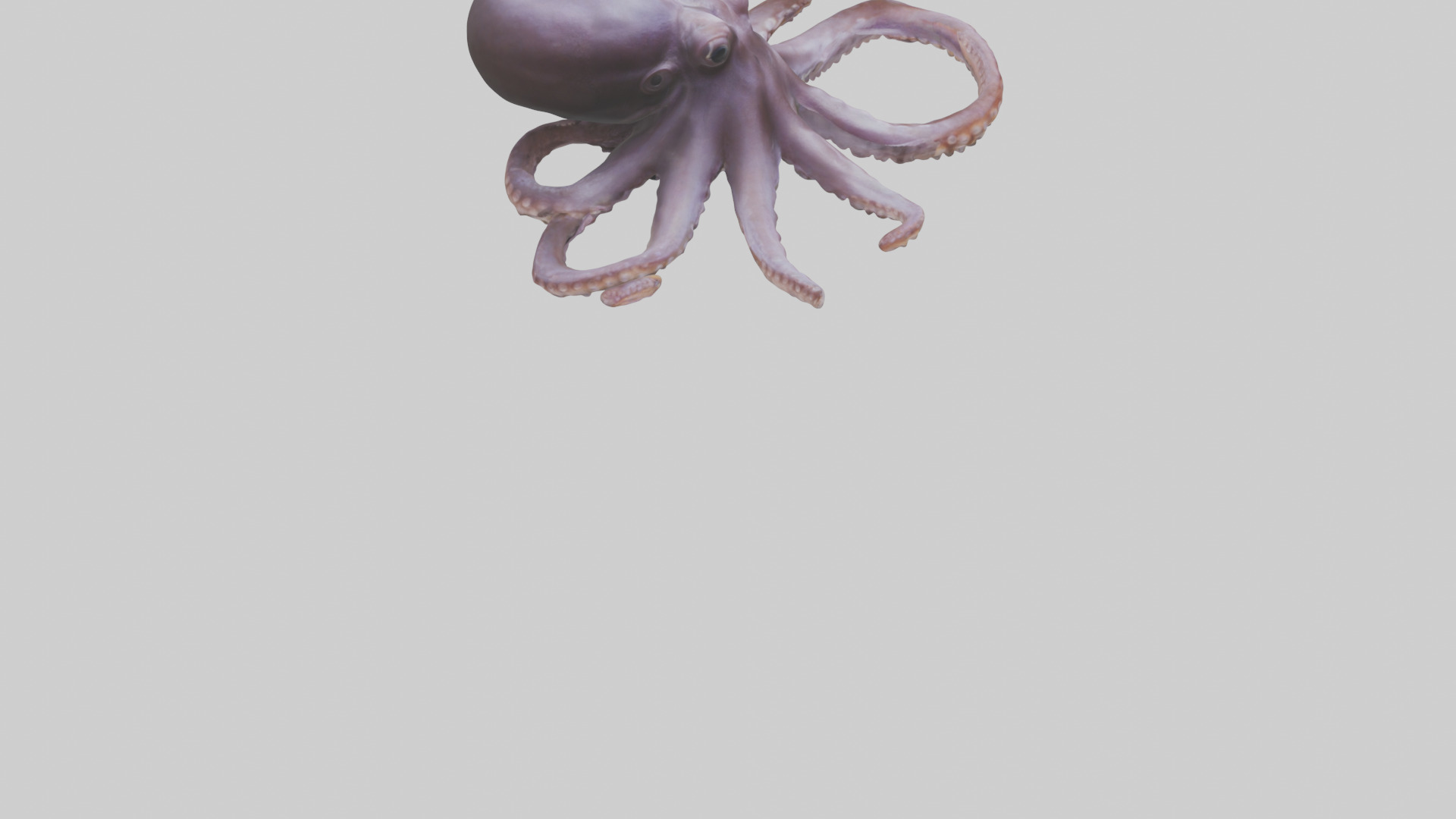 Octopus Beak Low-poly 3D model_4