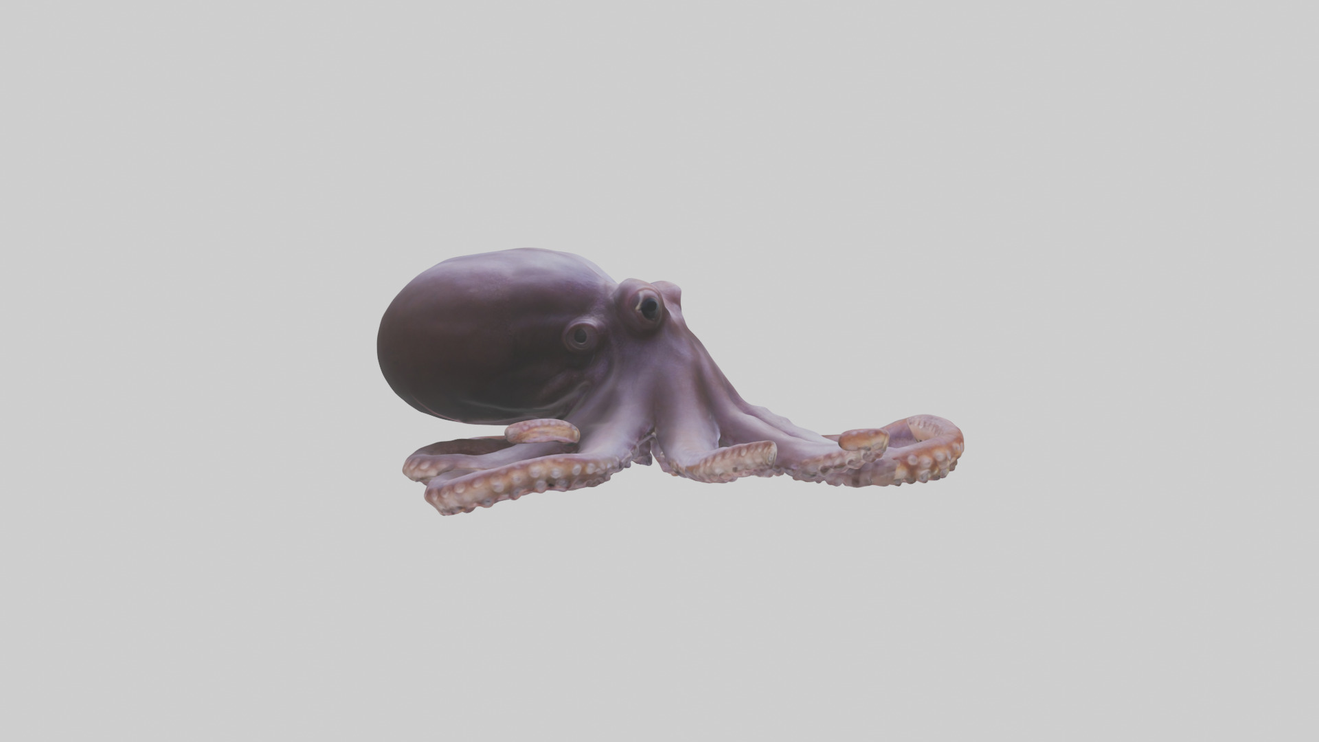 Octopus Beak Low-poly 3D model_2