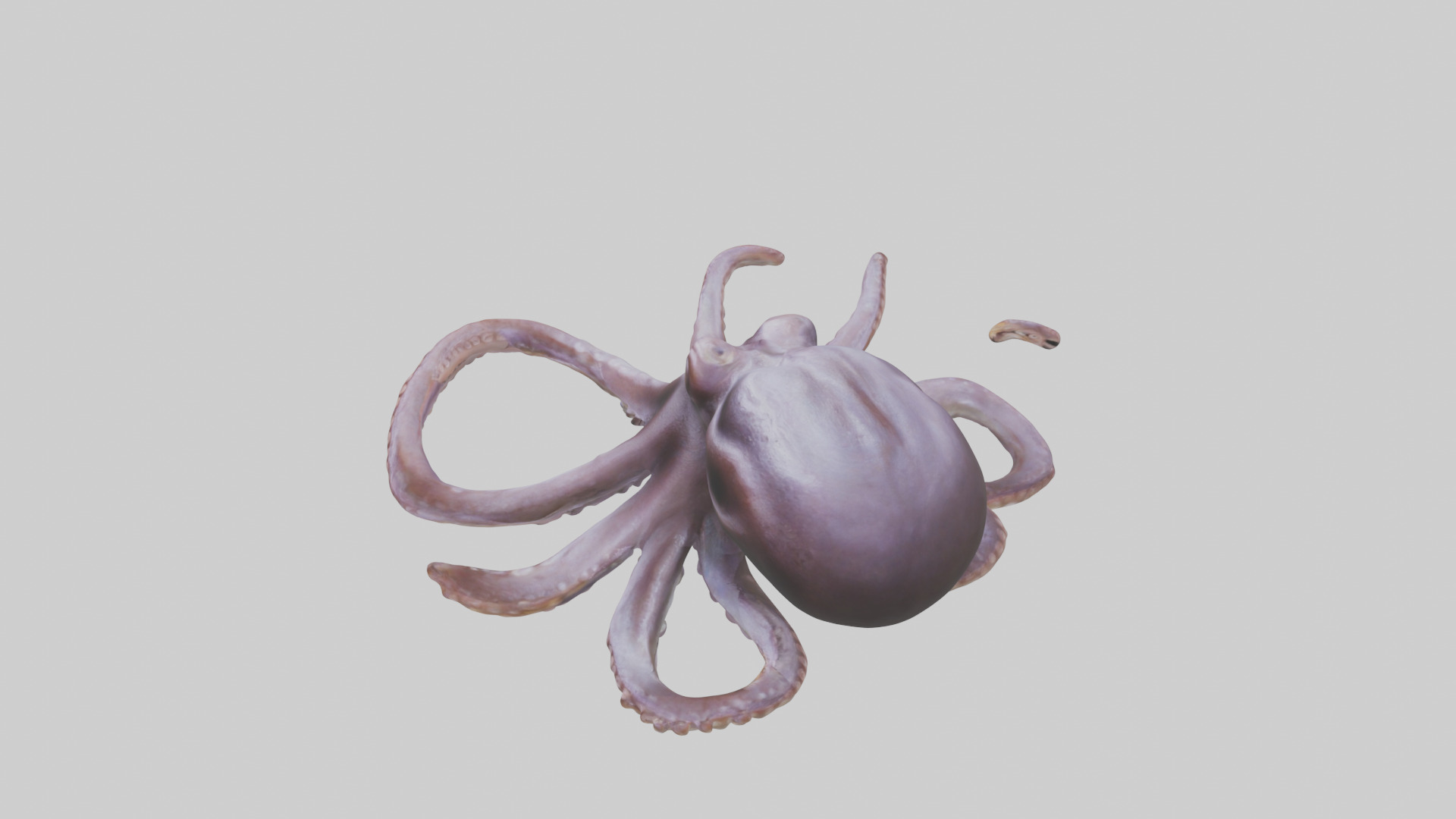 Octopus Beak Low-poly 3D model_17