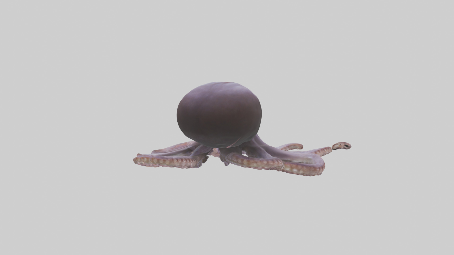 Octopus Beak Low-poly 3D model_1