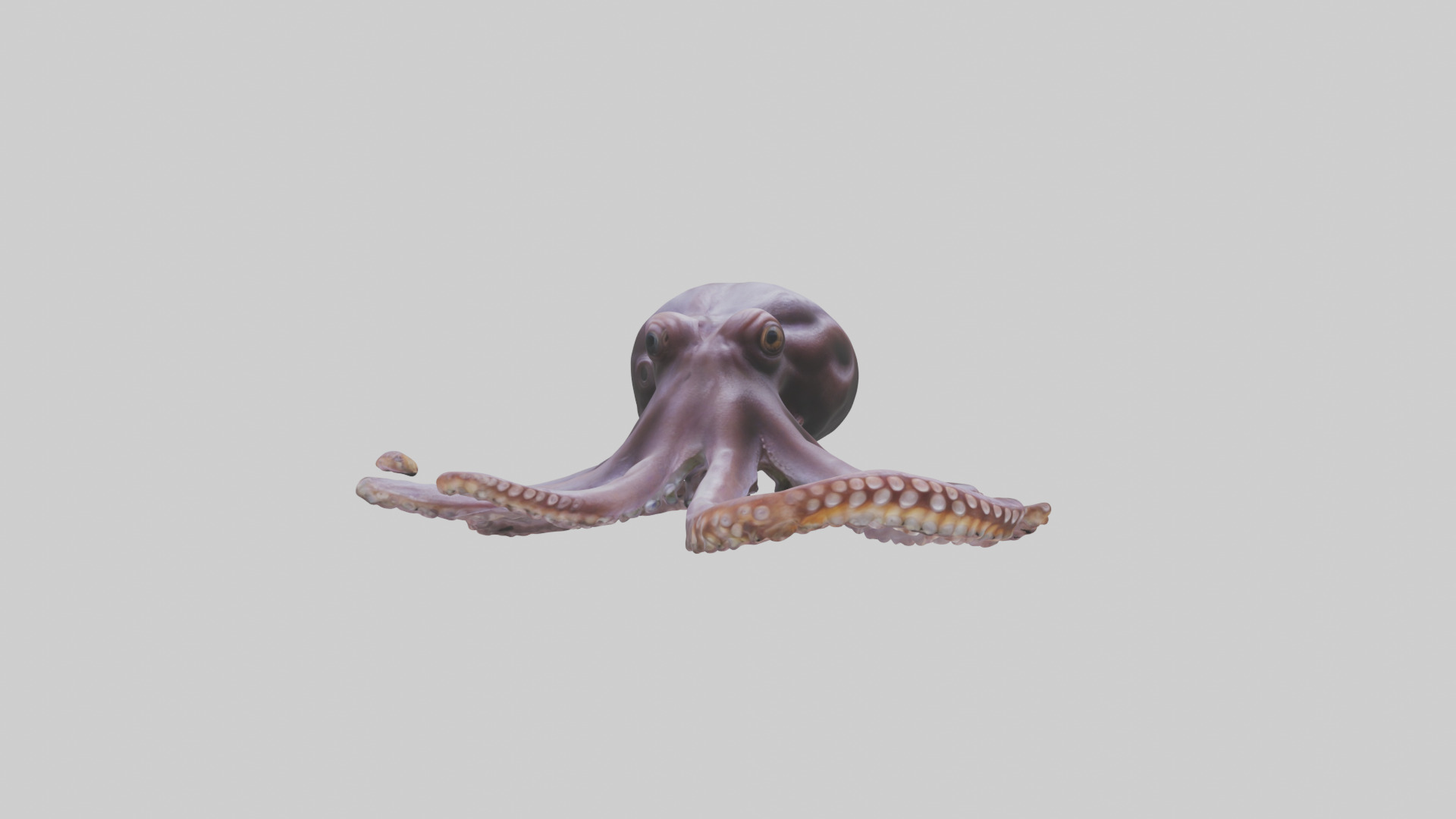 Octopus Beak Low-poly 3D model_11