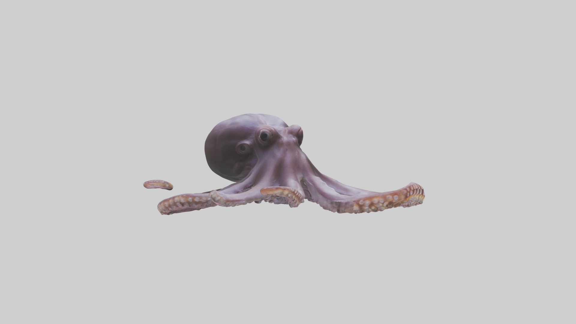 Octopus Beak Low-poly 3D model_13