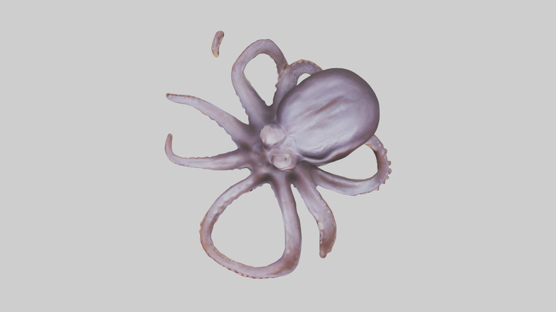 Octopus Beak Low-poly 3D model_14