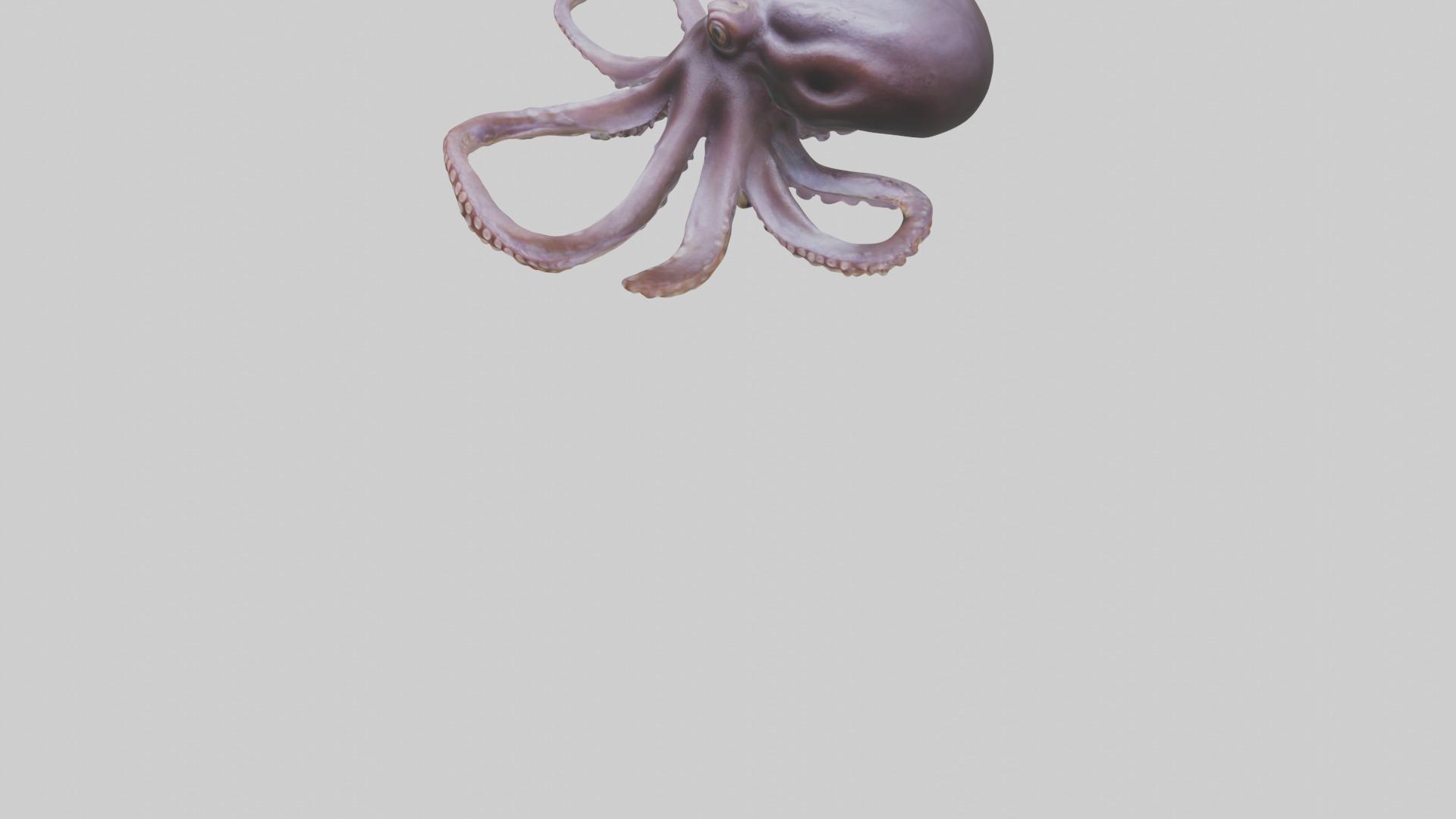 Octopus Beak Low-poly 3D model_5