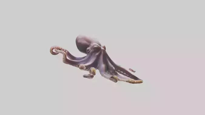 Octopus exploring model Low-poly 3D model