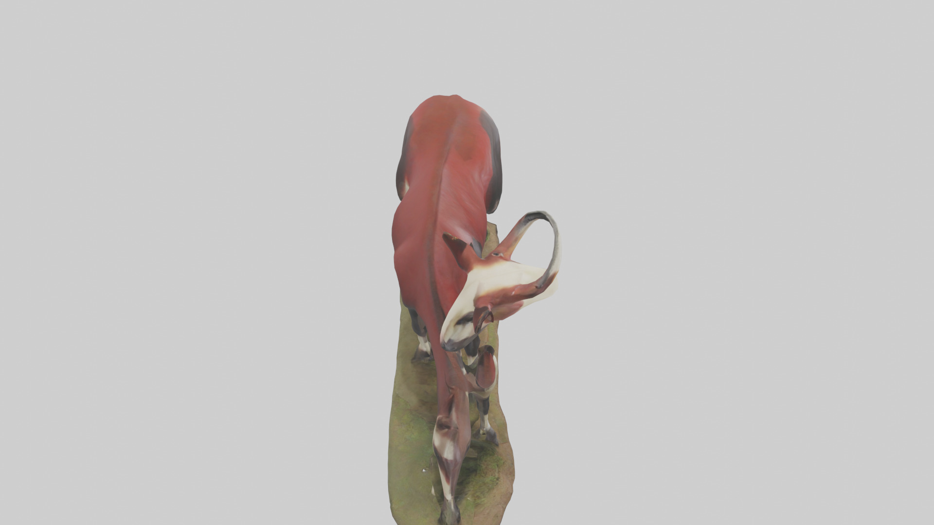 Okapi foraging model Low-poly 3D model_18