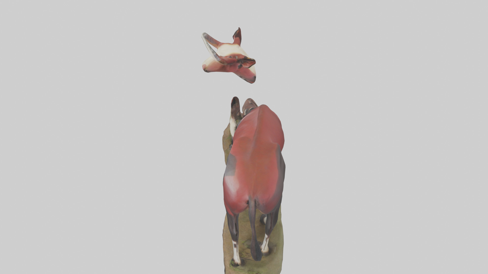 Okapi foraging model Low-poly 3D model_17