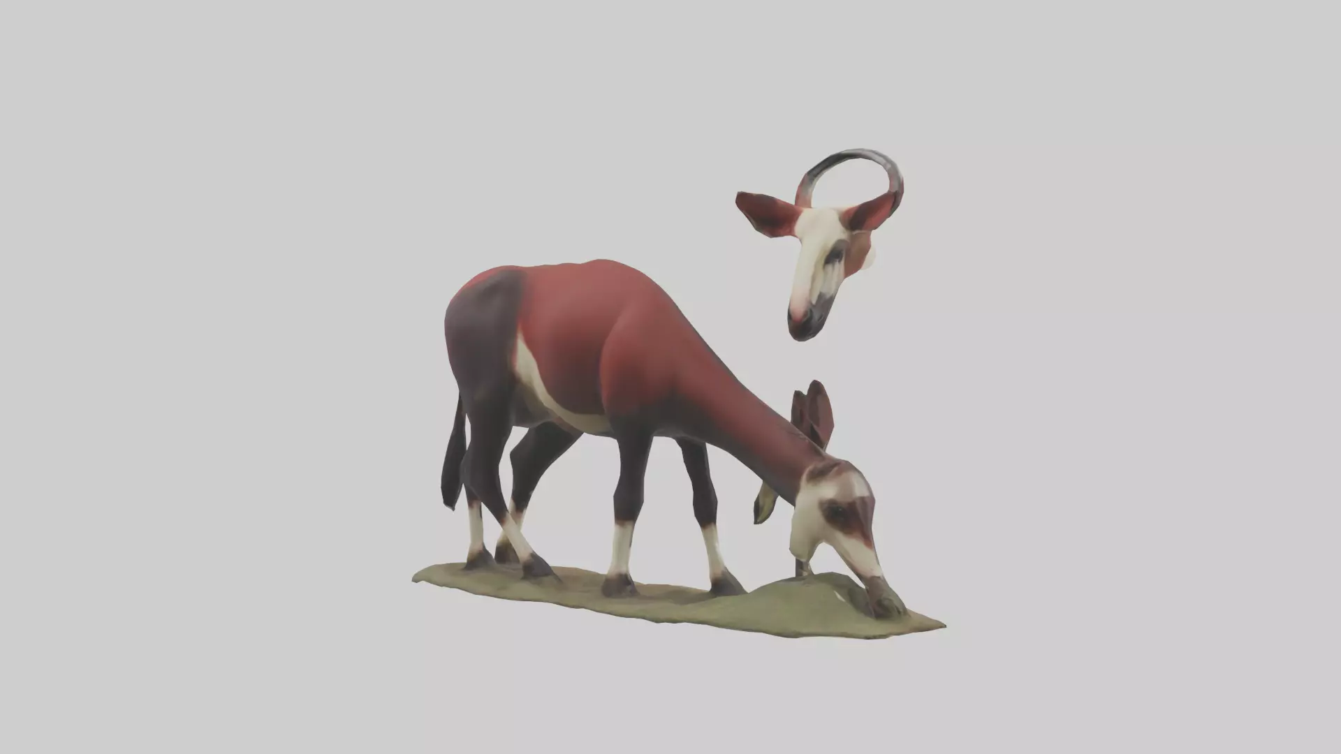 Okapi foraging model Low-poly 3D model_0