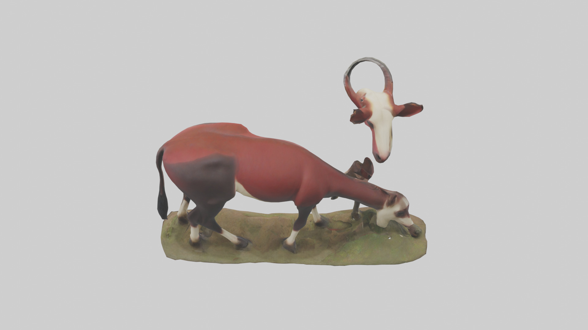 Okapi foraging model Low-poly 3D model_15