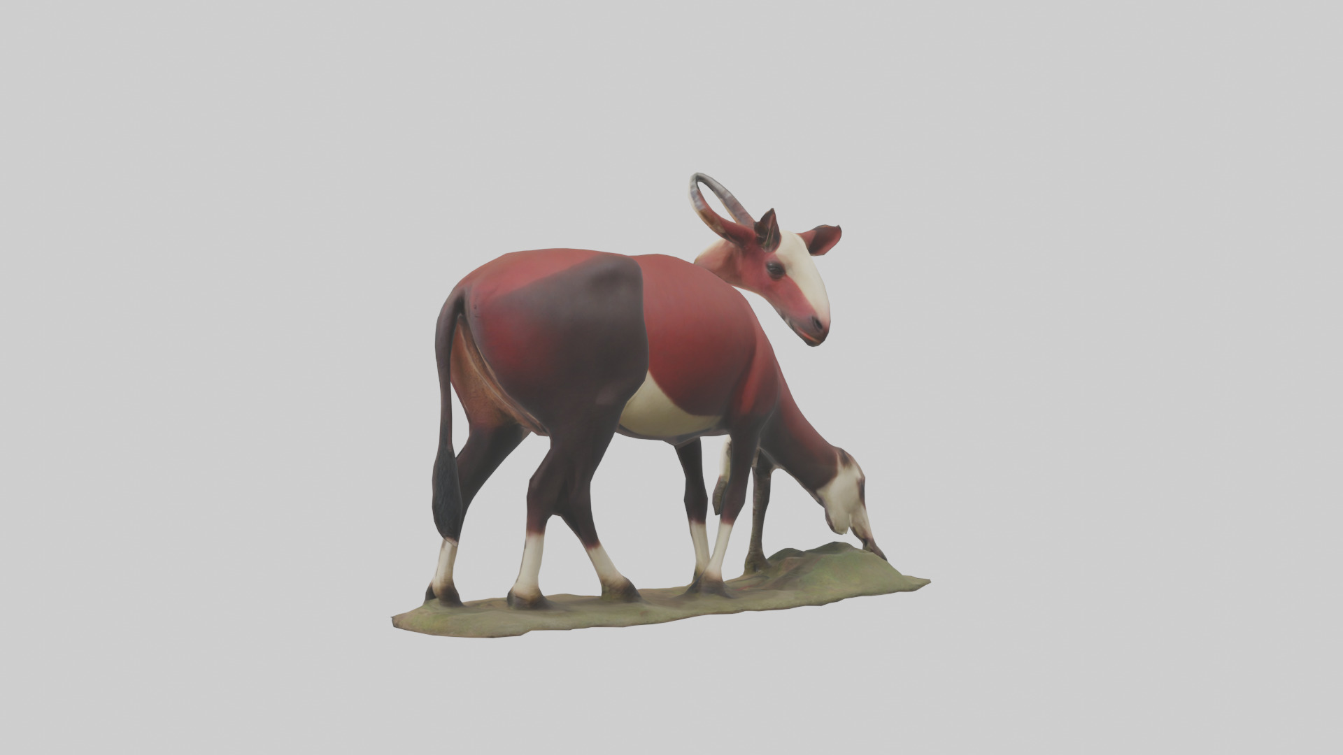 Okapi foraging model Low-poly 3D model_2